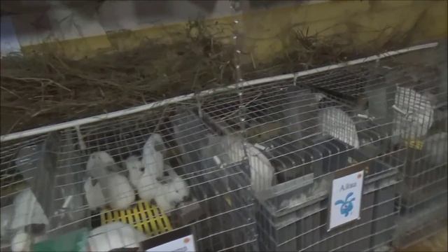 Обзор одноярусных клеток (часть 3) смотреть онлайн