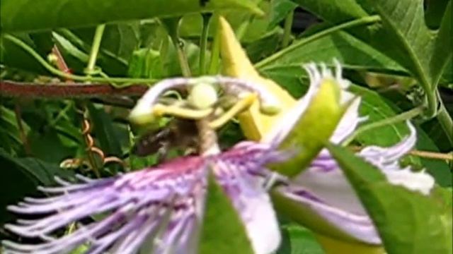 Passiflora incarnata 2014 & Honey bees / Honigbienen смотреть онлайн