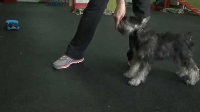 Дрессировка щенка цвергшнауцера, возраст 4 месяца смотреть онлайн