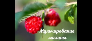 Правильное мульчирование малины- залог отличного урожая на многие года – Прайм на даче
