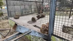 Люська и Лешик ВСТРЕТИЛИСЬ! Люська сразу показала Лешику и его семье кто в их семье будет ГЛАВНЫМ!