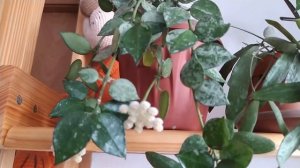 Хойя Лакуноза.