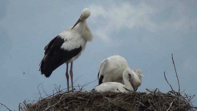 Аисты смотреть онлайн
