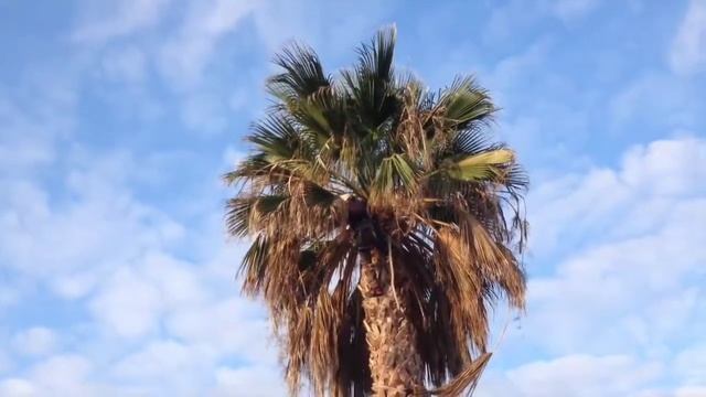 Стрижка пальм! Пальмерос крутос! смотреть онлайн