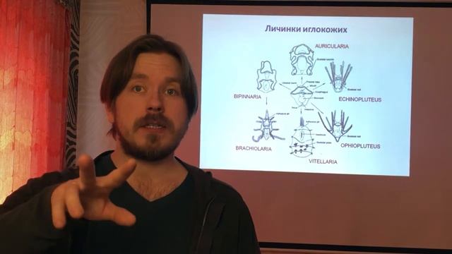 8.1 Иглокожие смотреть онлайн