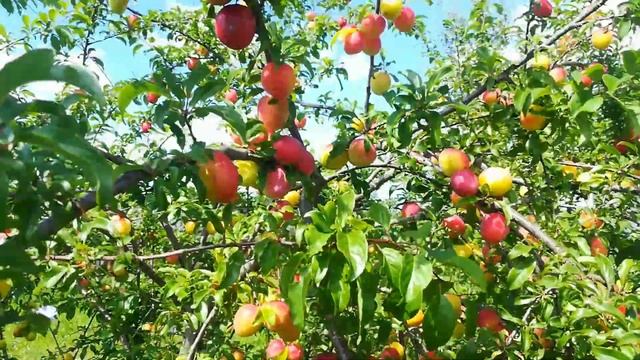Супер урожай . Алыча Комета. смотреть онлайн