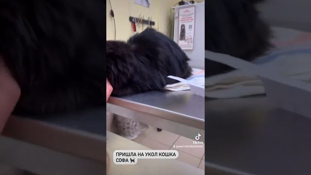 Ветеринарная Клиника Доктор Пух Ижевск смотреть онлайн