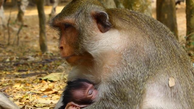 Unbelievable Smart Monkey Sleep The Morning Until Evening смотреть онлайн