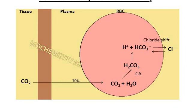 Allosteric effectors of Hemoglobin смотреть онлайн