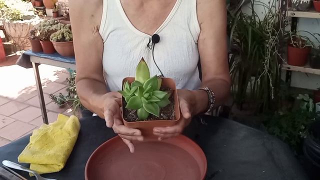 Trasplante Echeveria Agavoides 'Red Edge' Suculentas #lasplantasdegeral #cactusysuculentas #jardin смотреть онлайн