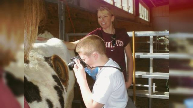 Коровы с дыркой в боку. Зачем?