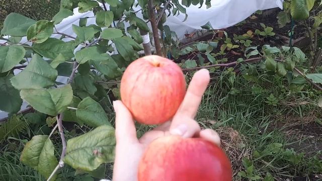 Ура! Первый урожай ! ? саженцы яблонь от питомника Сады Урала ! смотреть онлайн