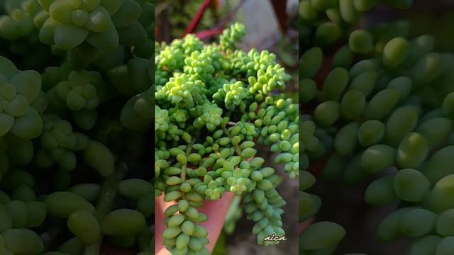 #plantmom #plantlove #succulents #plants #reels #subscribe смотреть онлайн