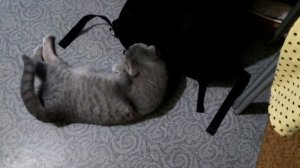 У моей кошки болит живот?