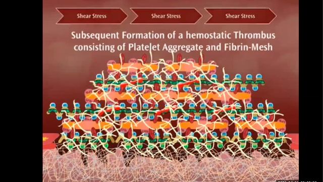Lecture 08. Blood Clotting