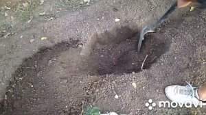 Посадка ежевики. Как сохранить весенние  саженцы ежевики ЗКС до осени не высаживая в грунт.