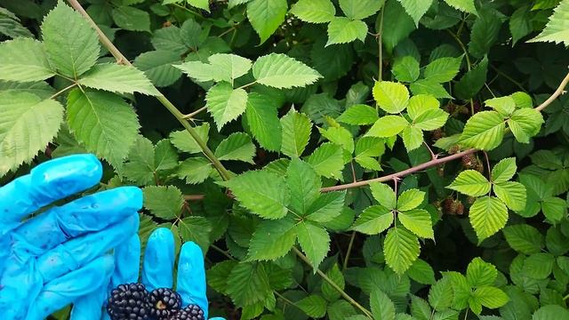 Пересорт на ежевике. Вошито оказался не Вошито. Пригород Воронежа. смотреть онлайн