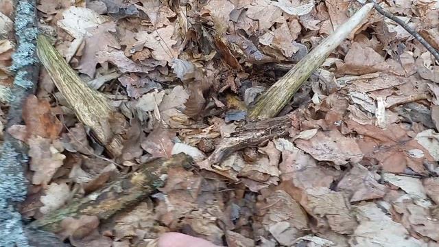 поиск рогов лося 2022г.вес 2.700.кг смотреть онлайн