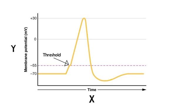 2-Minute Neuroscience: Action Potential смотреть онлайн