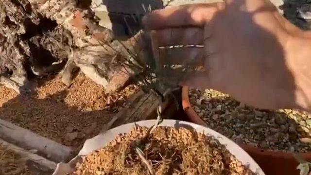 Buganvillea in vaso 2 Parte e cure post rinvaso, irrigazione nell'utilizzo della bardula 31.03.21 смотреть онлайн