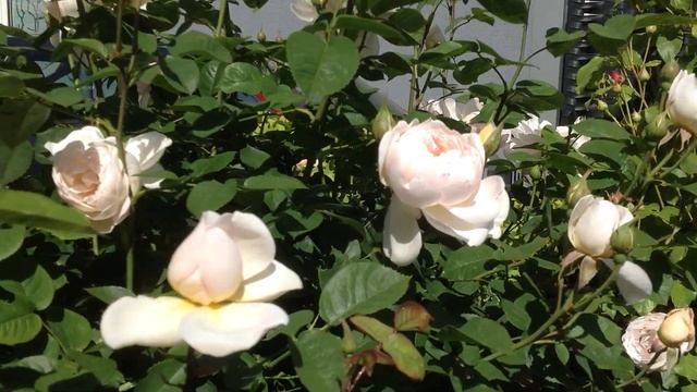 Rose Gentle Hermione | David Austin | Rosenvideo | Gartenfein [HD]