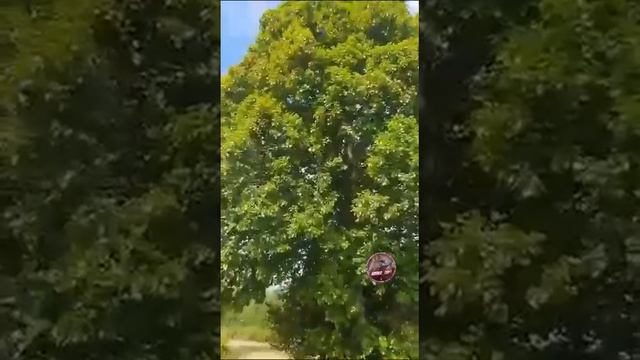 Сиинэ арыытын сиэдэрэй хатыҥа смотреть онлайн