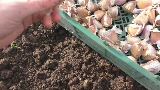 Посадка чеснока в сложных условиях смотреть онлайн