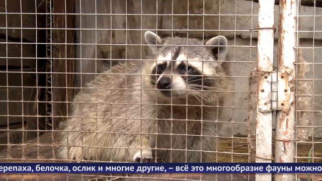 Обнинские новости (за 17 июня 2024)