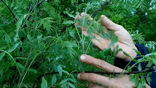 Ксантоцерас рябинолистный Чекалкин орех. Садовые растения для гурманов.