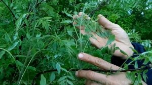 Ксантоцерас рябинолистный (Чекалкин орех). Садовые растения для гурманов.