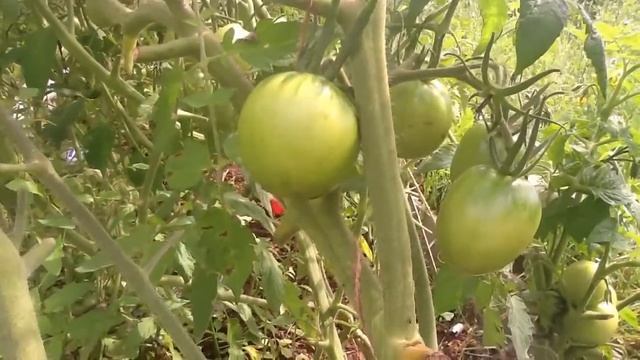 Томат "Подснежник". Дегустация смотреть онлайн