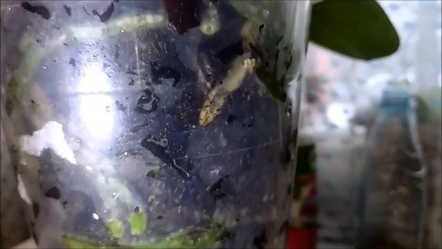 Новая покупка - орхидея ЛЕКО ФАНТАСТИК // Почти ничего не стала с ней делать)) смотреть онлайн