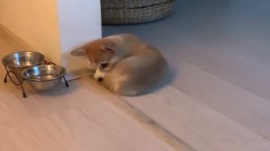 ЩЕНОК В ПОИСКАХ КУПИРОВАННОГО ХВОСТИКА / вельш корги Сэдди