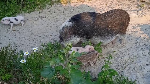 На прогулке ? Минипиги, микропиги, питомник Рязанская Диковинка, Рязань, minipig, micropig смотреть онлайн