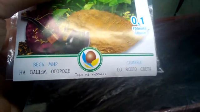 посеял семена табака "Дюбек новый" смотреть онлайн