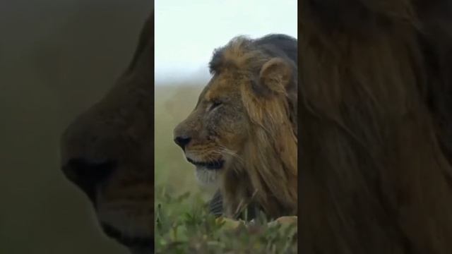 Кто Такой Халид Ибн Валид и Что Сказал О Нём Посланник Аллаха (ﷺ)...? смотреть онлайн