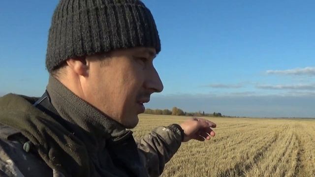 Трудовая охота на гуся осенью в Ленинградской области!