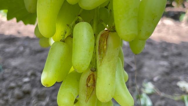 Виноград треснул 2021. Банановые Ножки! смотреть онлайн