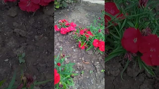 Китайская гвоздика. 4 июня 2023г. смотреть онлайн