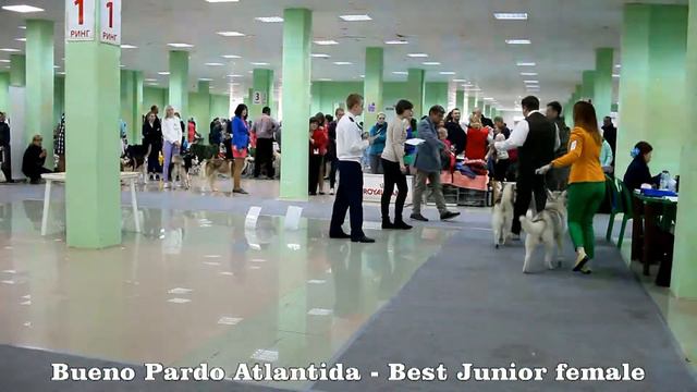 CACIB Best Jun Female Bueno Pardo Atlantida смотреть онлайн