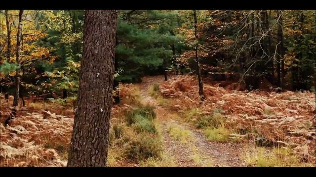 Mike Oldfield - Jungle Gardenia (Music Video)