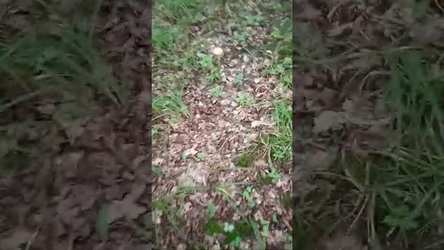 Грибочки, Ягодки. смотреть онлайн