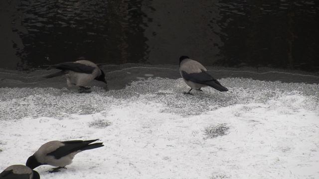 Вороны на речном льду смотреть онлайн