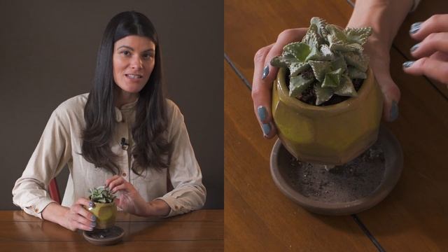 Faucaria tigrina (Tiger Jaws) Houseplant Care — 284 of 365 смотреть онлайн