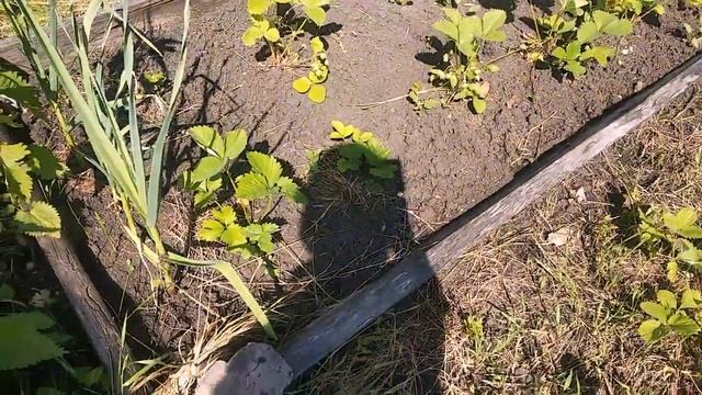 ЧТО НА ДАЧЕ ЦВЕТЕТ, БОРЬБА С #ТРАВОЙ, #ОГУРЦЫ, #ТОМАТЫ, #КЛУБНИКА смотреть онлайн