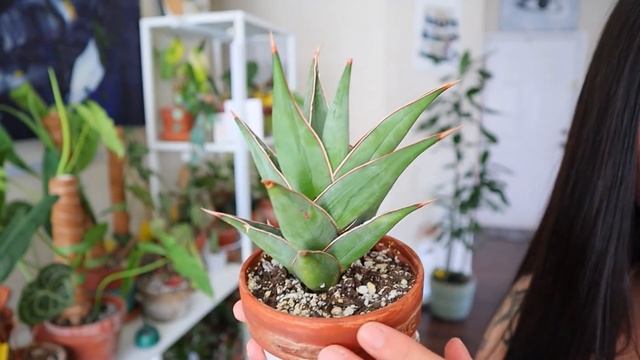 MY SANSEVIERIA COLLECTION | RARE SANSEVIERIA | Houseplant Collection | Rare Houseplants