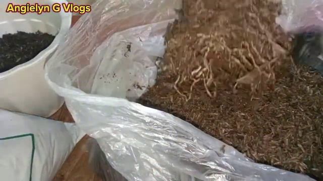 Repotting Variegated Rosal & Andrew Croton