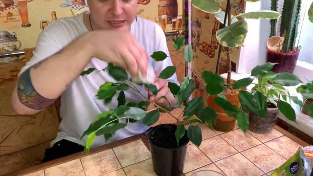 Фикусы. Фикус Бенджамина , фикус Тенеке каучуконосный.Уход,формирование фикуса .