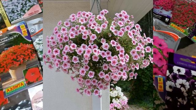 Ампельная Петуния/Самые мощные и красивые сорта петунии/ Большой обзор сортов петунии! Рекомендации смотреть онлайн