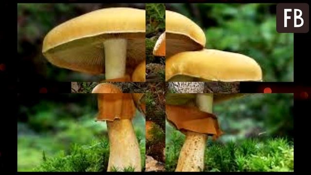 Мой дед всегда сам сеял грибы. Теперь так делаю и я на даче и в лесочке рядом. Делюсь секретом смотреть онлайн